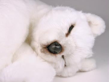 "Perky" Polar Bear
