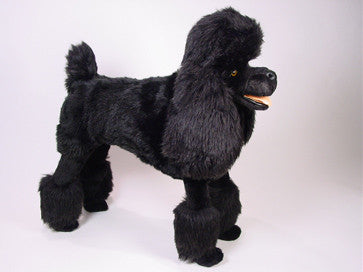 "Charley" Poodle