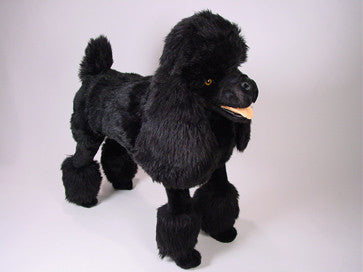 "Charley" Poodle