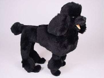 "Peabody" Poodle