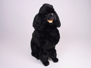 "Dilly" Poodle