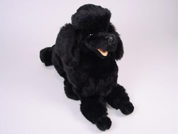 "Banjo" Poodle