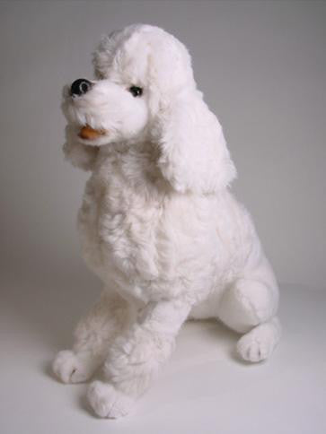 "Sugar" Poodle