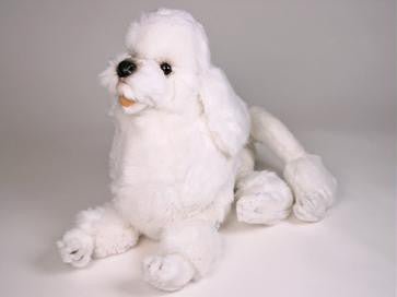 "Zsa Zsa" Poodle