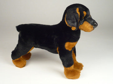 "Luca" Doberman Pinscher