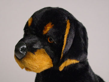 "Roscoe" Doberman Pinscher