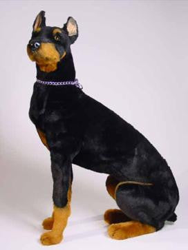 "Buster" Doberman Pinscher