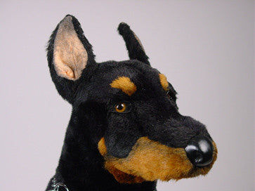 "Buster" Doberman Pinscher