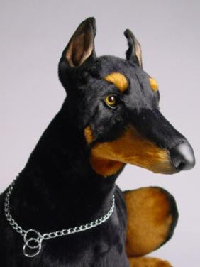 "Zeus" Doberman Pinscher