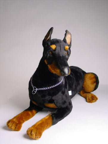 "Zeus" Doberman Pinscher