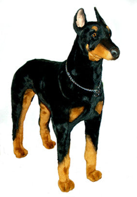 "Apollo" Doberman Pinscher