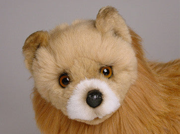 "Kimchi" Pomeranian
