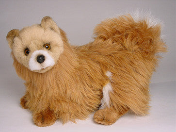 "Kimchi" Pomeranian