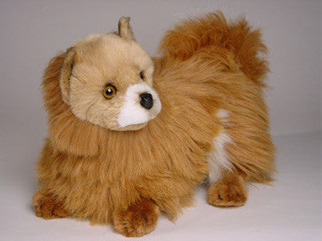 "Kimchi" Pomeranian