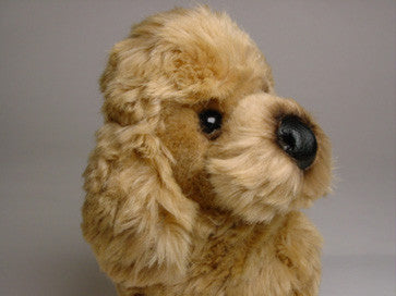 "Spike" Poodle
