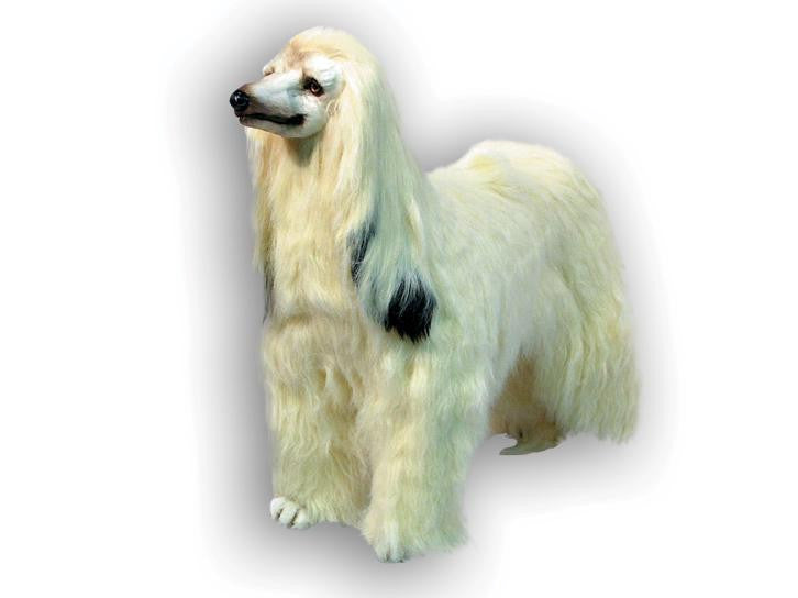 "Ruby" Afghan Hound