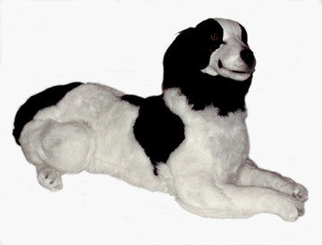 "Monty" Brittany Spaniel