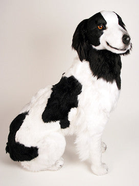 "Prester" Brittany Spaniel