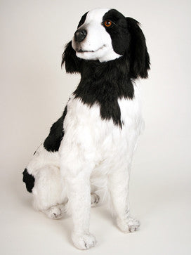 "Prester" Brittany Spaniel