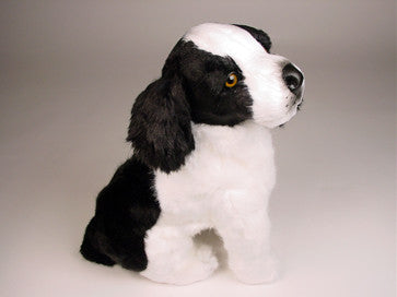"Skylar" Brittany Spaniel
