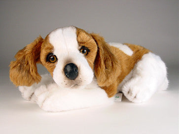 "Tucker" Brittany Spaniel