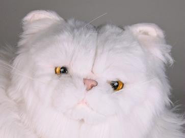 "Seraphita" White Persian