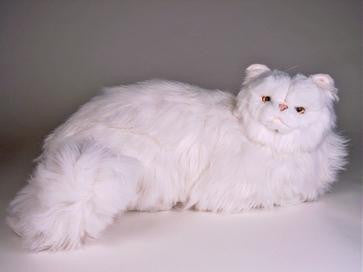 "Seraphita" White Persian