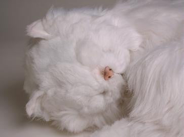 "Bashful" White Persian
