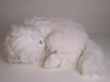 "Bashful" White Persian