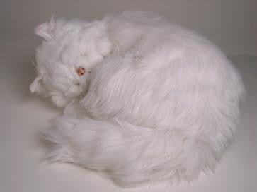 "Bashful" White Persian