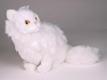 "Sugar" White Persian