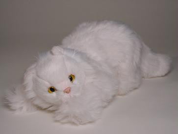 "Pauz" White Persian