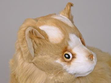 "Noah" Turkish Van