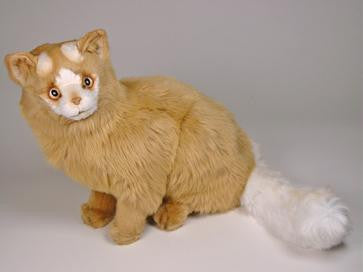 "Noah" Turkish Van