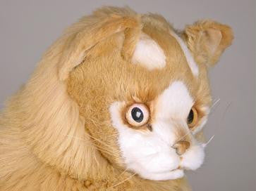 "Spitz" Turkish Van