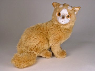 "Ivan" Turkish Van