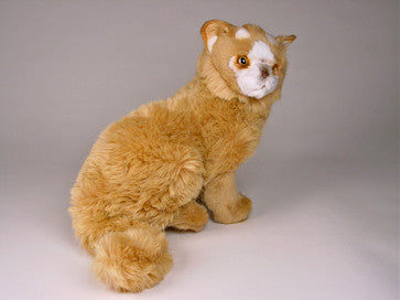 "Ivan" Turkish Van