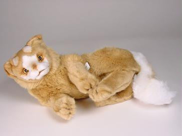 "Little Fish" Turkish Van