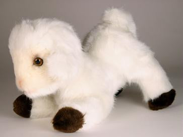 "Geri" Sheep