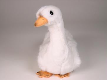 "Aston" Swan Cygnet