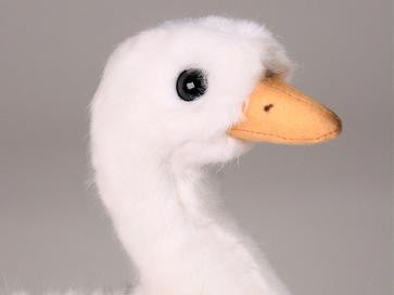 "Aston" Swan Cygnet