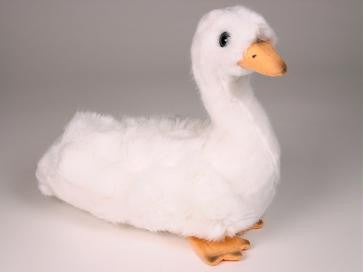 "Aston" Swan Cygnet