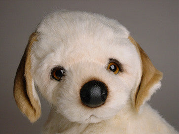 "Molly" Labrador Retriever