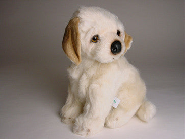 "Molly" Labrador Retriever