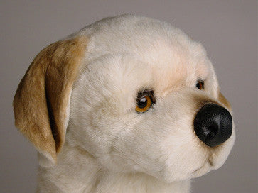 "Amber" Labrador Retriever