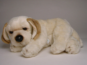 "Tuppence" Labrador Retriever