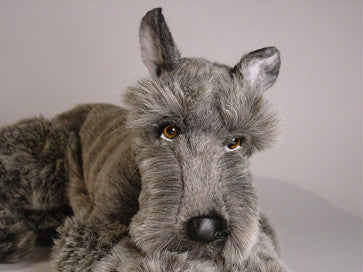 "George" Schnauzer