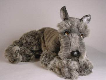 "George" Schnauzer