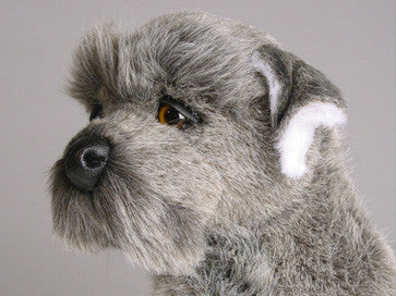 "Riley" Schnauzer