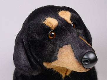 "Dexter" Dachshund